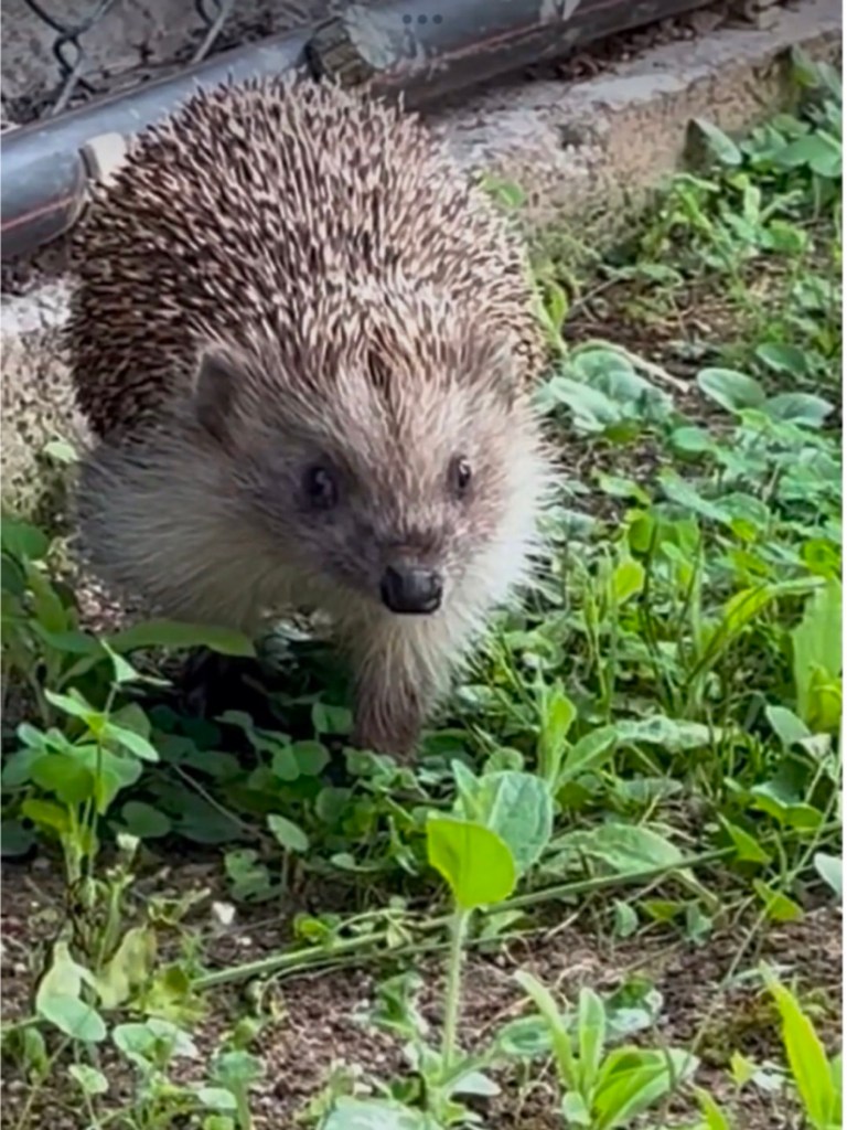 Böcek ve haşere nüfusunu dengelerler. Salyangoz ve sümüklü böcek gibi zararlıların çoğalmasını önlerler. Toprak altında yaşayan haşereleri yiyerek ekosisteme katkı sağlarlar.