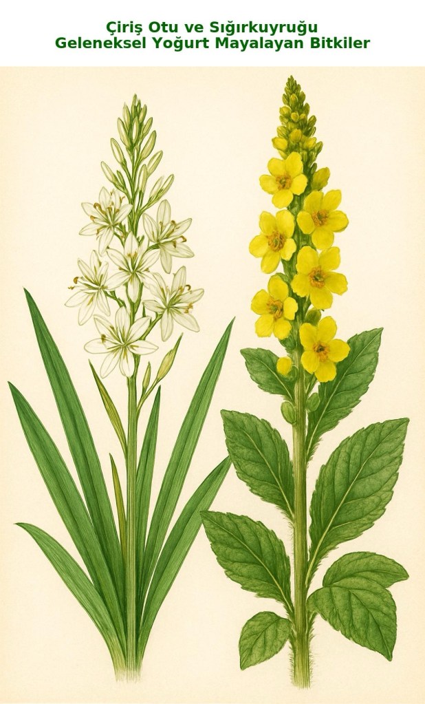 Beyaz çiçekli çiriş otu ve sarı çiçekli sığırkuyruğu bitkilerinin botanik illüstrasyonu. Her iki bitki yeşil yapraklı, uzun saplı ve çiçekli olarak gösterilmiştir.