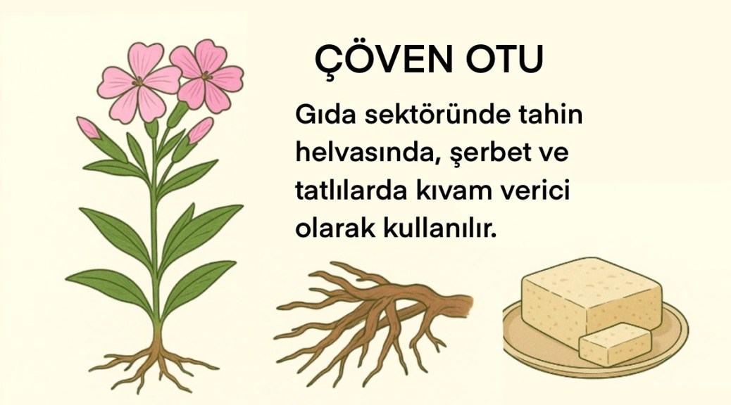 Pembe çiçekli çöven otu bitkisi, kökleri ve yanında tahin helvası görseli.