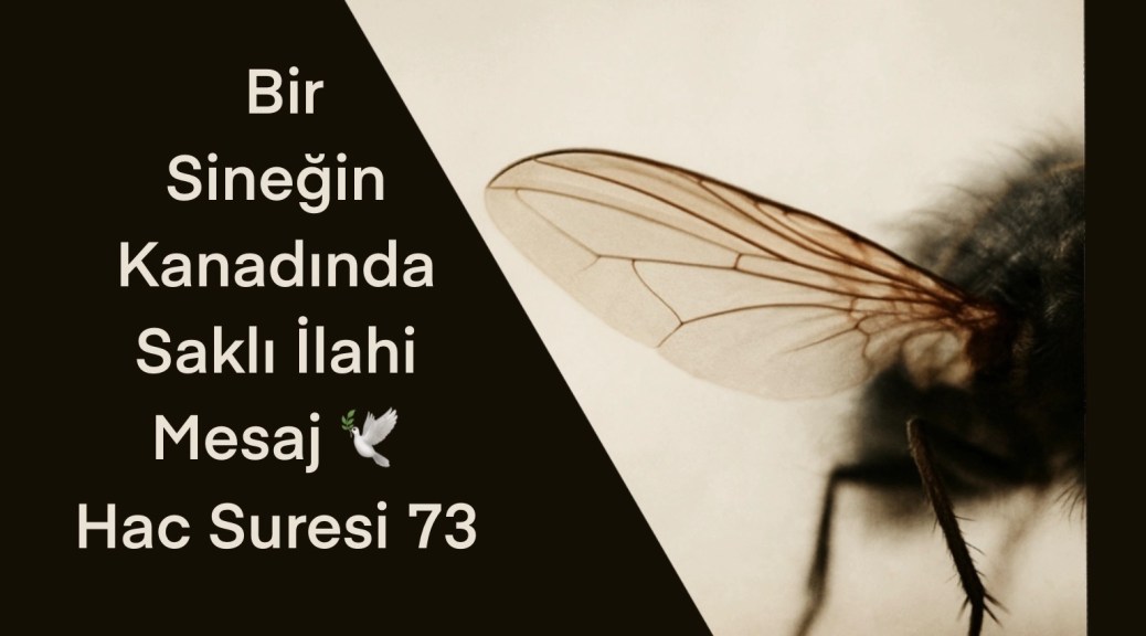 Bir sineğin kanadının yakından çekilmiş fotoğrafı. Soluk bej arka plan üzerinde kanadın ince damarları net biçimde görülüyor.