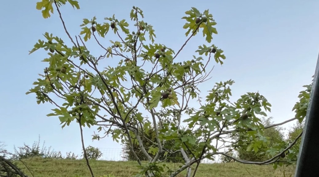 Syconium yapısı, ostiole girişi ve Blastophaga psenes’in rolü ile incirin biyolojik sırları